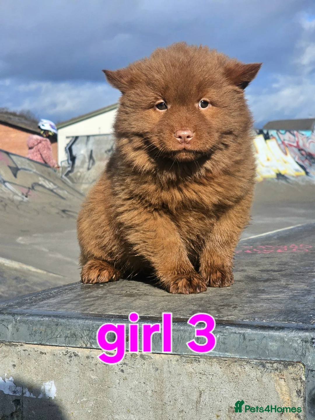 Chow Chow dogs for sale: Cantonese chow chow in Birmingham - Advert 2