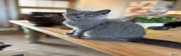 British Shorthair cats for sale: British shorthair kittens  - Advert 7