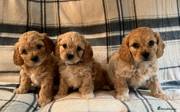 Cavachon dogs for sale: 1 Boy Puppy available - Image 1