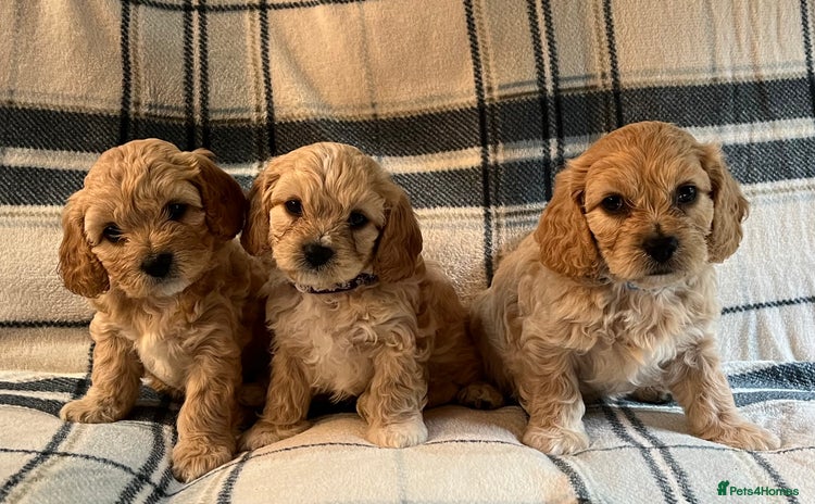 Cavachon dogs - Advert 1