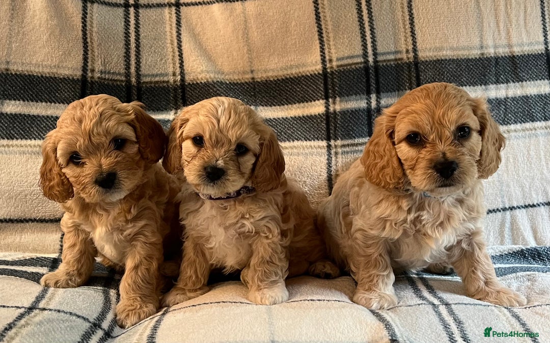 Cavachon dogs for sale: 1 Boy Puppy available - Image 1