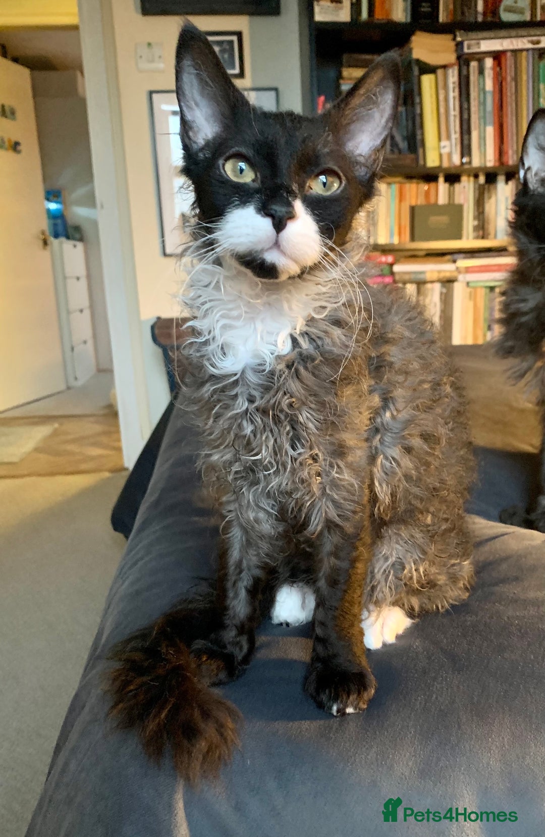 LaPerm cats for sale: Sweet LaPerm Kitten - Advert 4