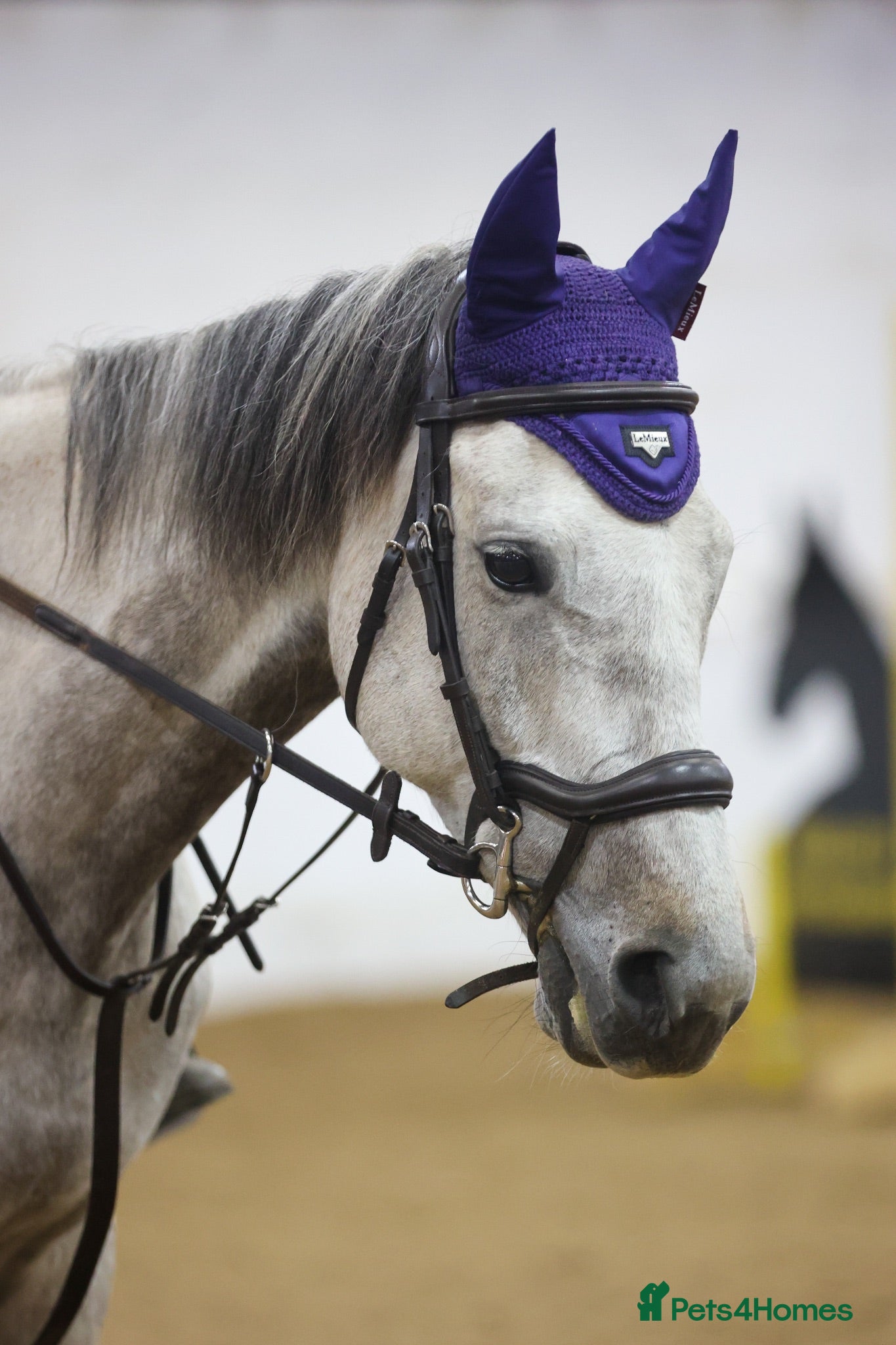 English Thoroughbred horses Mouse 9yo,16.2hh Dapple Grey Thoroughbred Gelding  - Advert 7