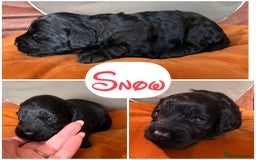 Cockapoo dogs for sale: Cockapoo puppies - Image 9
