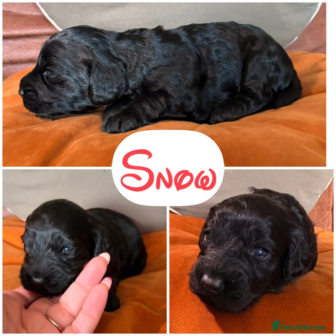 Cockapoo dogs for sale: Cockapoo puppies - Image 9
