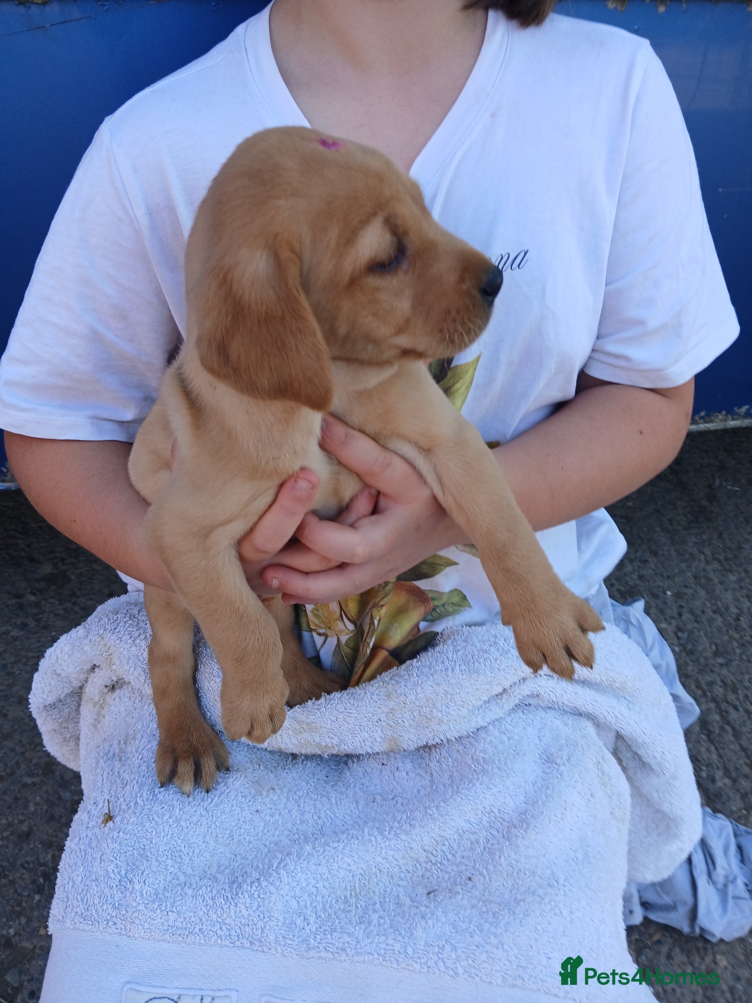 Labrador Retriever dogs for sale: Fabulous litter of golden and fox red lab puppies. - Advert 25
