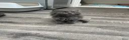 Mixed Breed cats for sale: Beautiful very friendly long haired kittens  - Advert 14