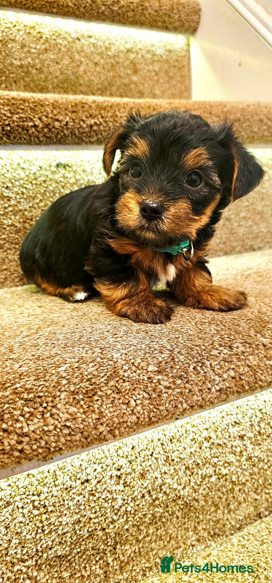 Yorkshire Terrier dogs for sale: Yorkshire Terrier puppies - Advert 21