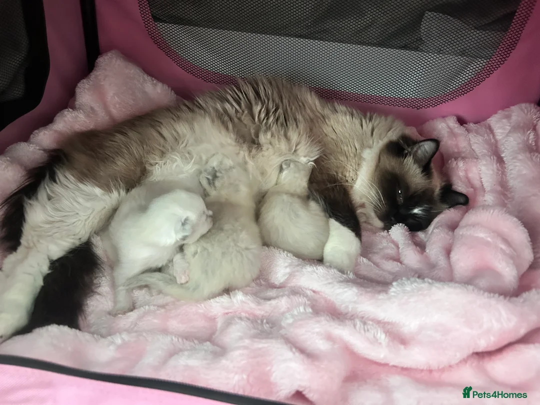 Ragdoll cats for sale: Beautiful purebreed ragdoll kittens  - Advert 2