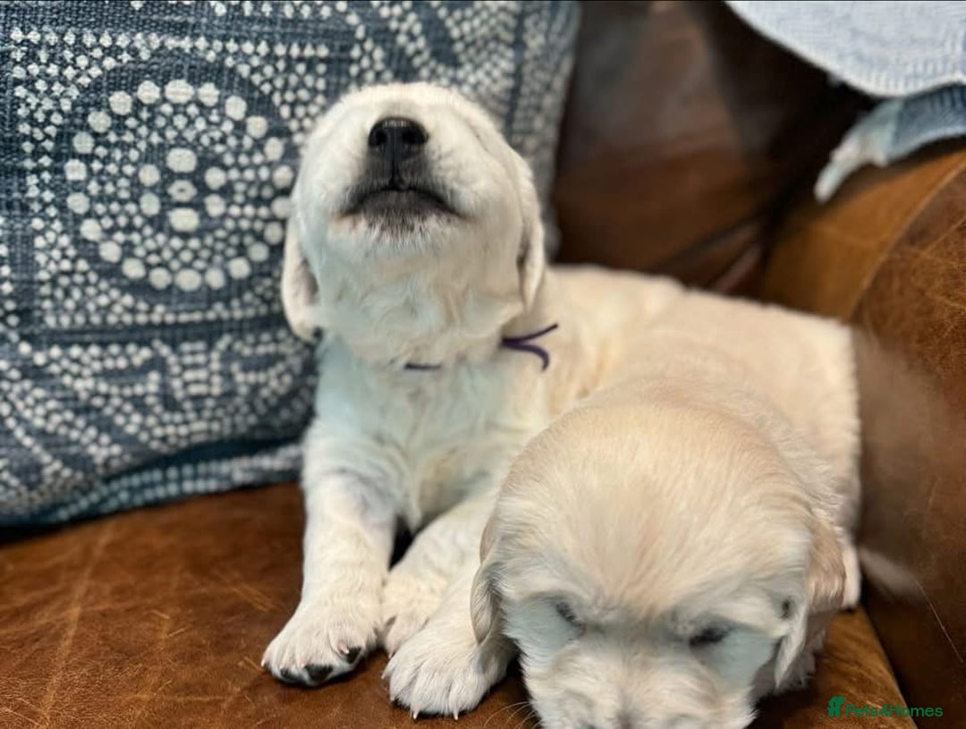 Golden Retriever dogs for sale: Stunning Golden Retriver Puppies - Image 3