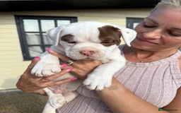 Olde English Bulldogge dogs for sale: Olde English Bulldogge puppies - Image 2