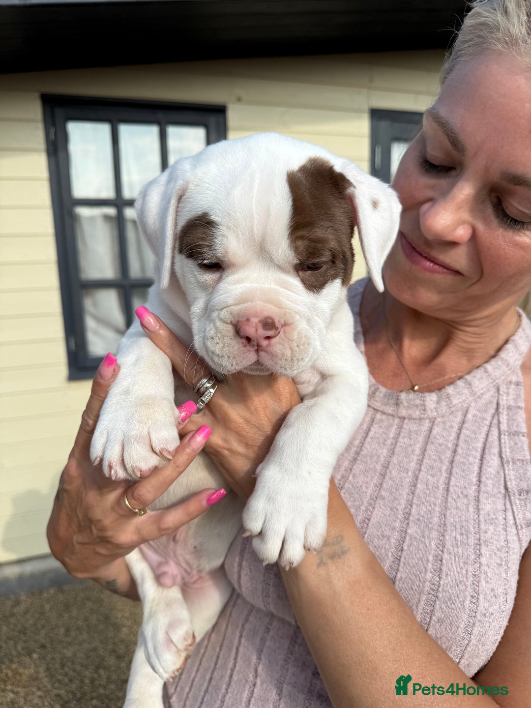 Olde English Bulldogge dogs for sale: Olde English Bulldogge puppies - Image 2