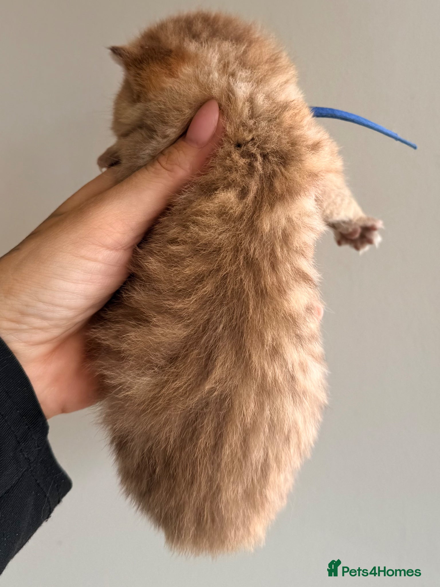 British Shorthair cats for sale: Golden girls TICA reg and health tested  - Advert 5