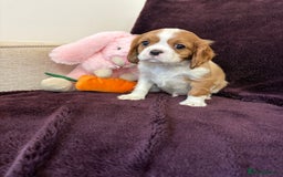 Cavalier King Charles Spaniel dogs for sale: Ready to go 🐶 Cavalier King Charles Spaniels - Image 20