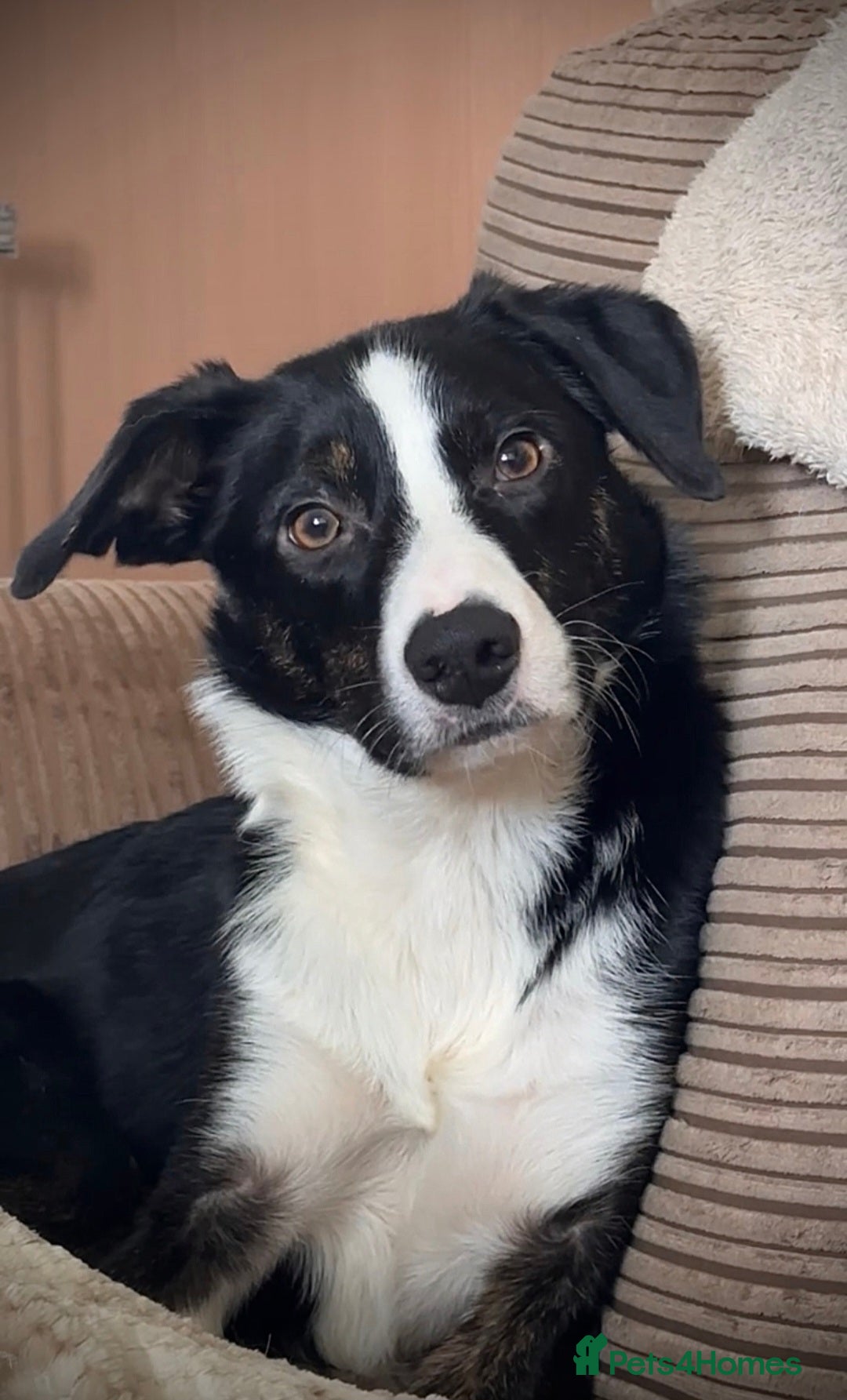 Mixed Breed dogs for sale: ✨🐾 3 Beautiful Female Puppies Available 🐾✨ - Advert 14