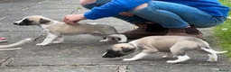 Whippet dogs for sale: Stunning Fawn Whippet Pups  in Winkleigh - Advert 25
