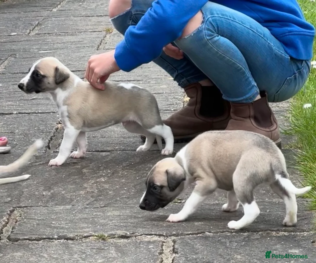 Whippet dogs for sale: Stunning Fawn Whippet Pups  in Winkleigh - Advert 25