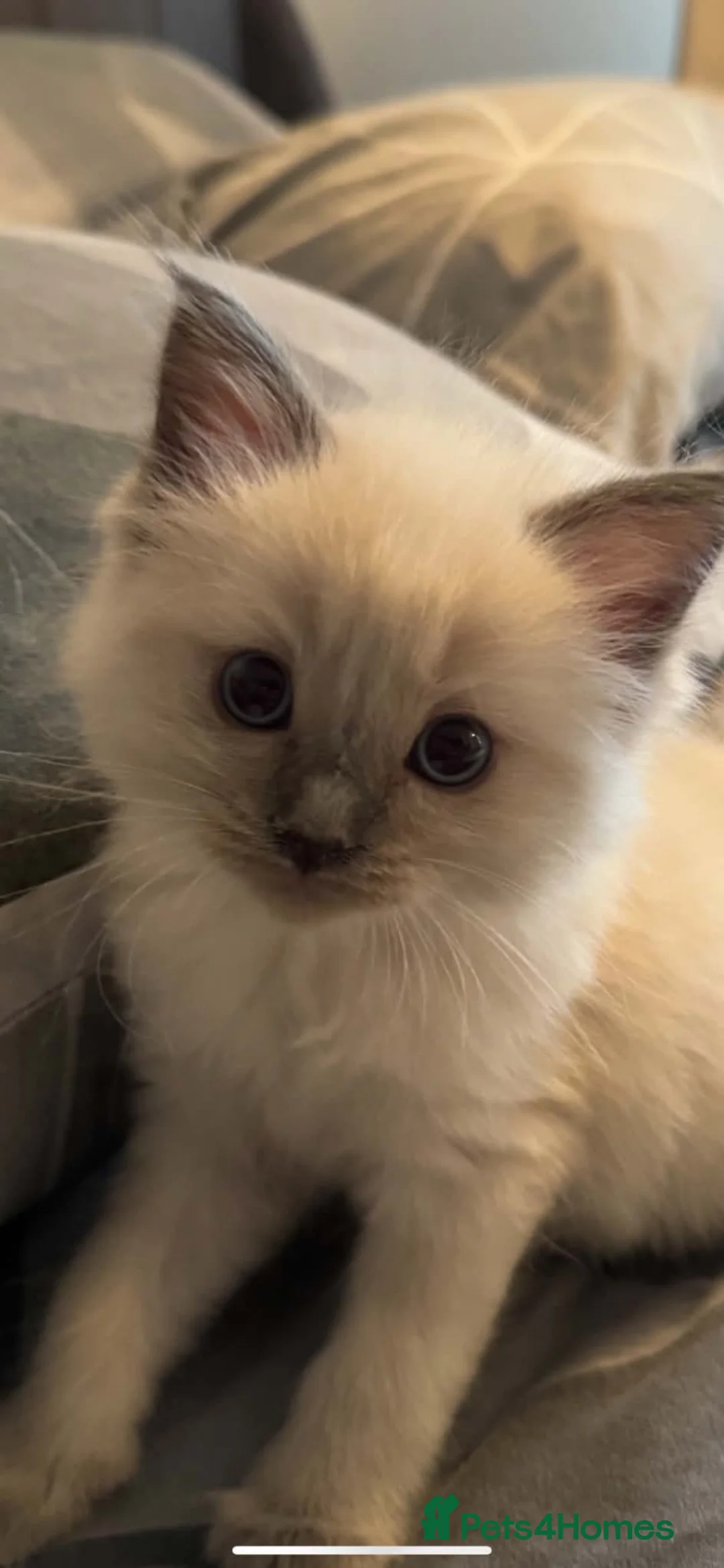 Ragdoll cats for sale: Blue point ragdoll - Advert 2