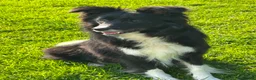 Border Collie dogs for sale: Stunning KC Registered Border Collie Puppies  - Advert 18