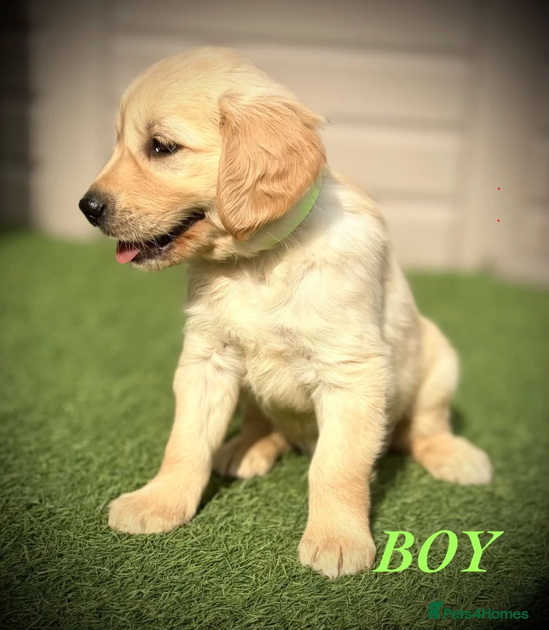Golden Retriever dogs for sale: Kc registered golden retriever puppies !!! - Advert 19