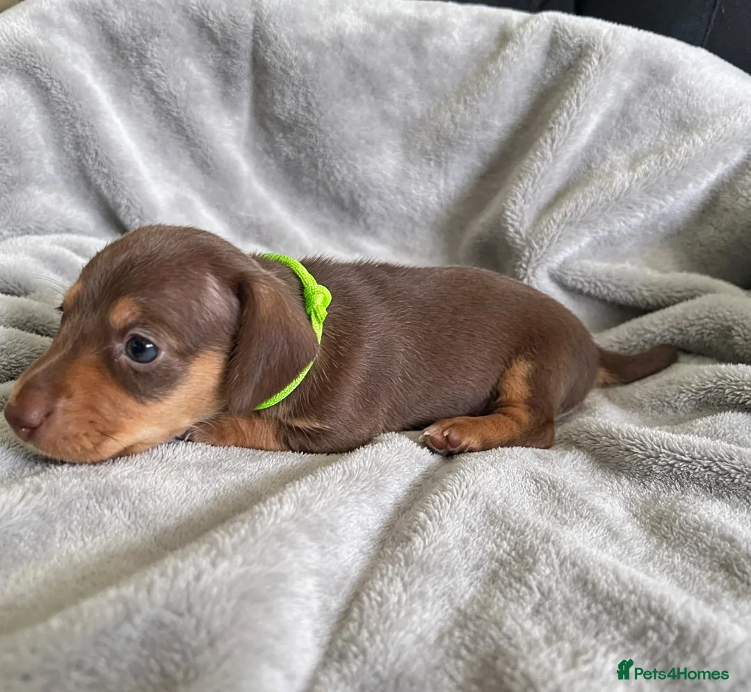 Miniature Dachshund dogs for sale: Miniature Dachshund Puppies - Advert 2