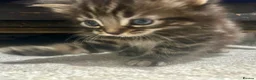 Bengal cats for sale: Bengal x kittens ready end of August 2 left  - Advert 2