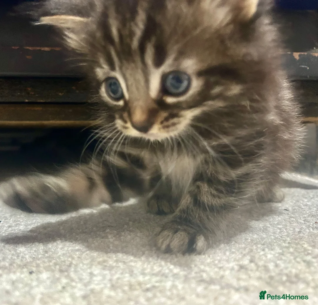 Bengal cats for sale: Bengal x kittens ready end of August 2 left  - Advert 2