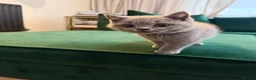 British Shorthair cats for sale: Full Pedigree British Shorthair Kittens  - Advert 13