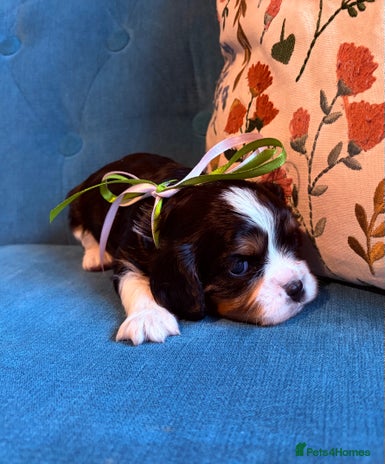 Cavalier King Charles Spaniel dogs Gorgeous KC Cavalier King Charles Spaniel Puppies - Advert 6
