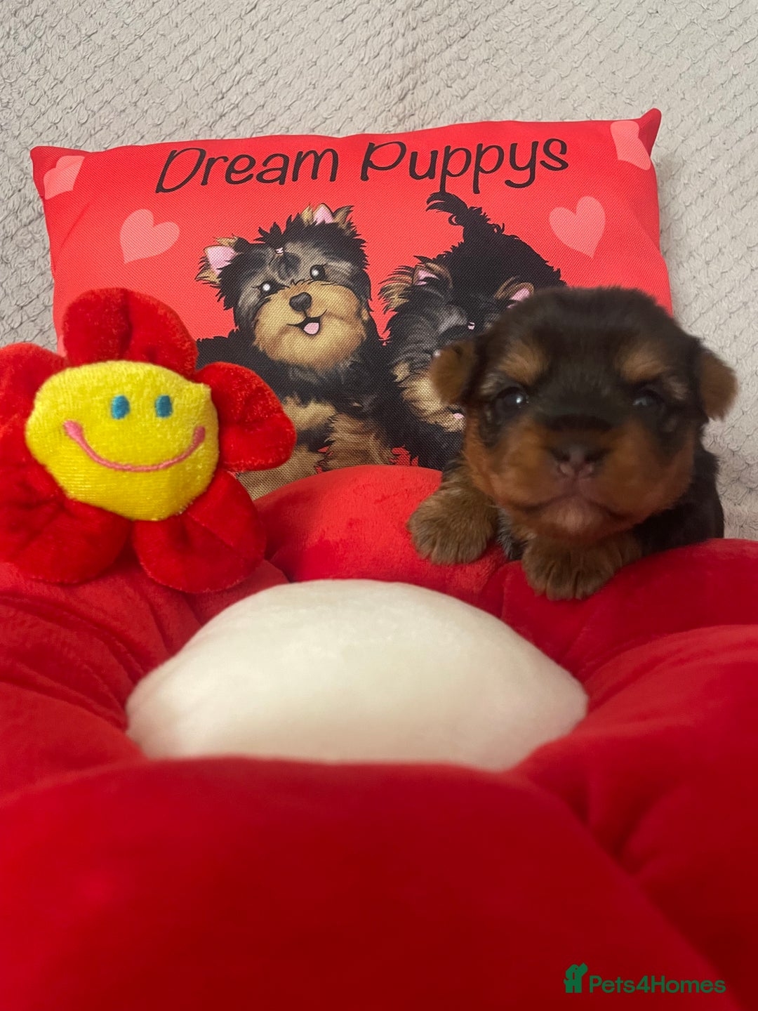 Yorkshire Terrier dogs for sale: Beautiful 2 Girls Yorkshire Terrier Pedigree  - Advert 15