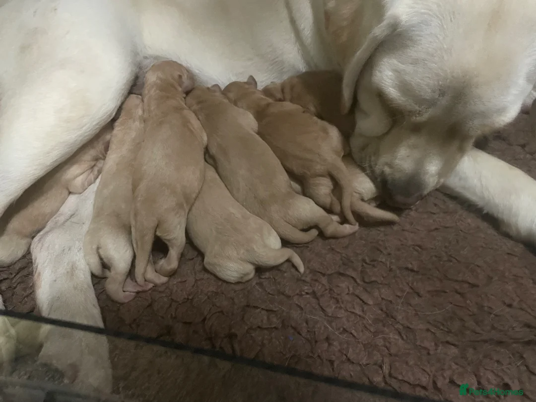 Labrador Retriever dogs for sale: Lovely family dog seeking an active home  - Advert 2