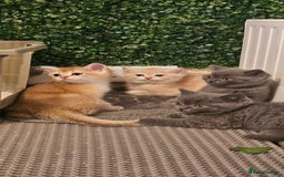 British Shorthair cats for sale: BSH BLUE AND BSH GOLD KITTENS Ready now! - Image 25