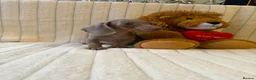 Miniature Dachshund dogs for sale: Miniature dachshund - Advert 6
