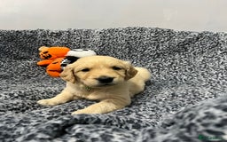 Golden Retriever dogs for sale: KC, Extensively health tested goldens boy and girl - Image 10