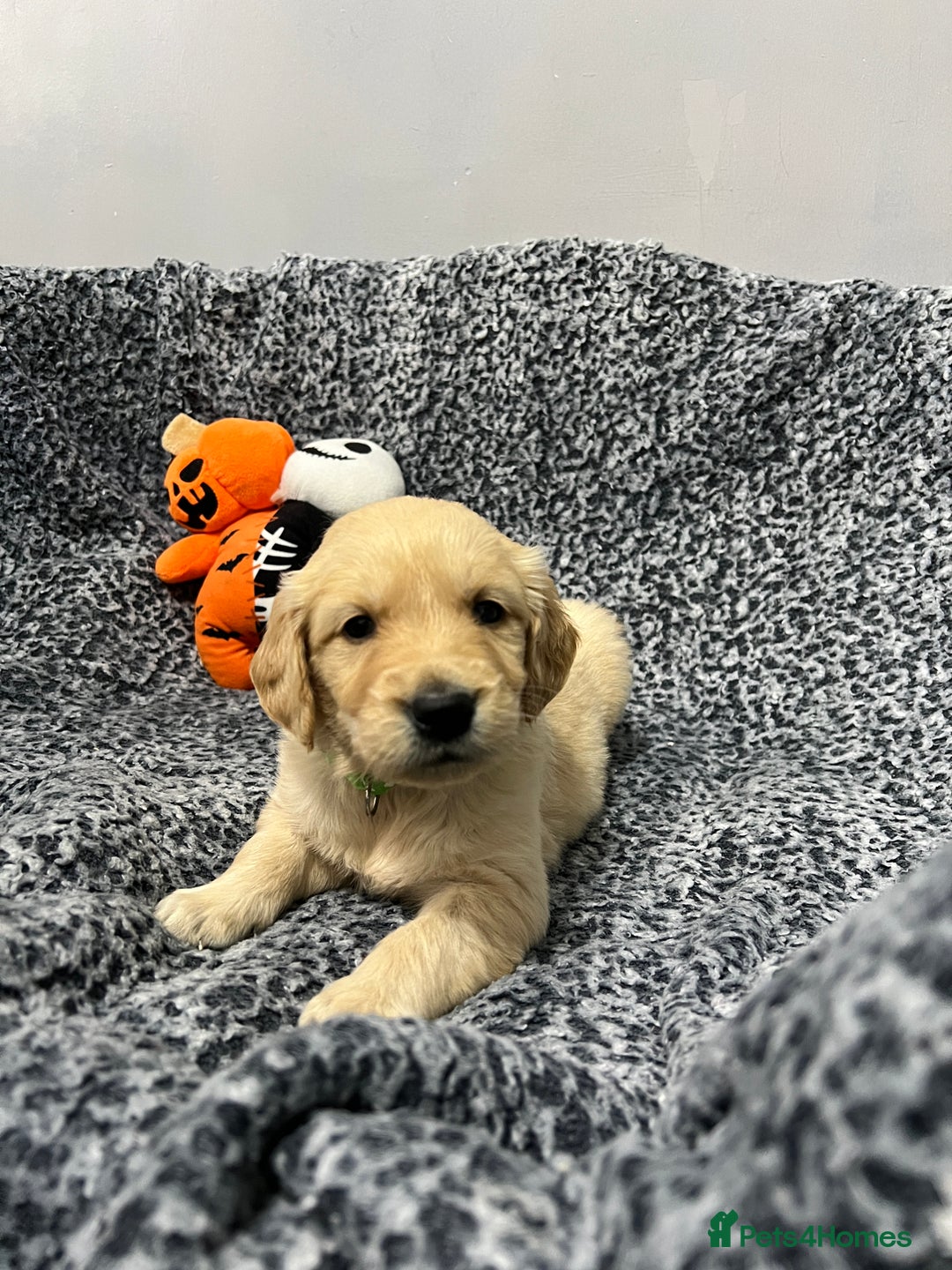 Golden Retriever dogs for sale: KC, Extensively health tested goldens boy and girl - Image 10