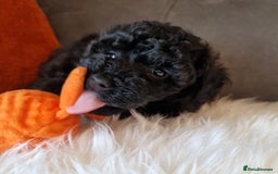 Cockapoo dogs for sale: Adorable best friend pups, sold fully vaccinated - Image 4