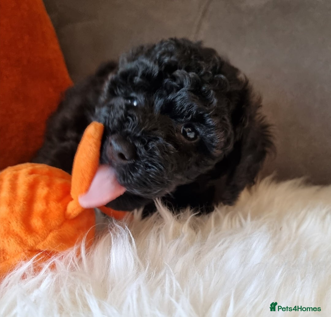 Cockapoo dogs for sale: Adorable best friend pups, sold fully vaccinated - Image 4