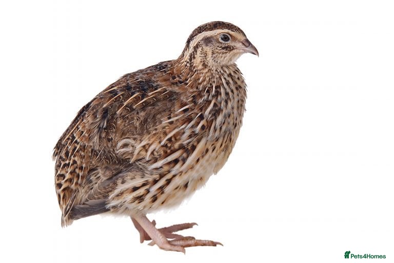 Quail poultry Quails - Advert 17