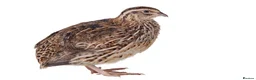 Quail poultry for sale: Quails - Advert 1