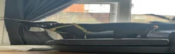 Mixed Breed dogs for sale: Staffy X Boxer - Advert 3