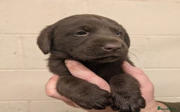 Labrador Retriever dogs for sale: Gorgeous chocolate Labrador puppies for sale - Advert 14