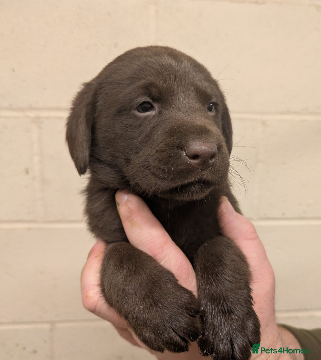 Labrador Retriever dogs for sale: Gorgeous chocolate Labrador puppies for sale - Advert 14