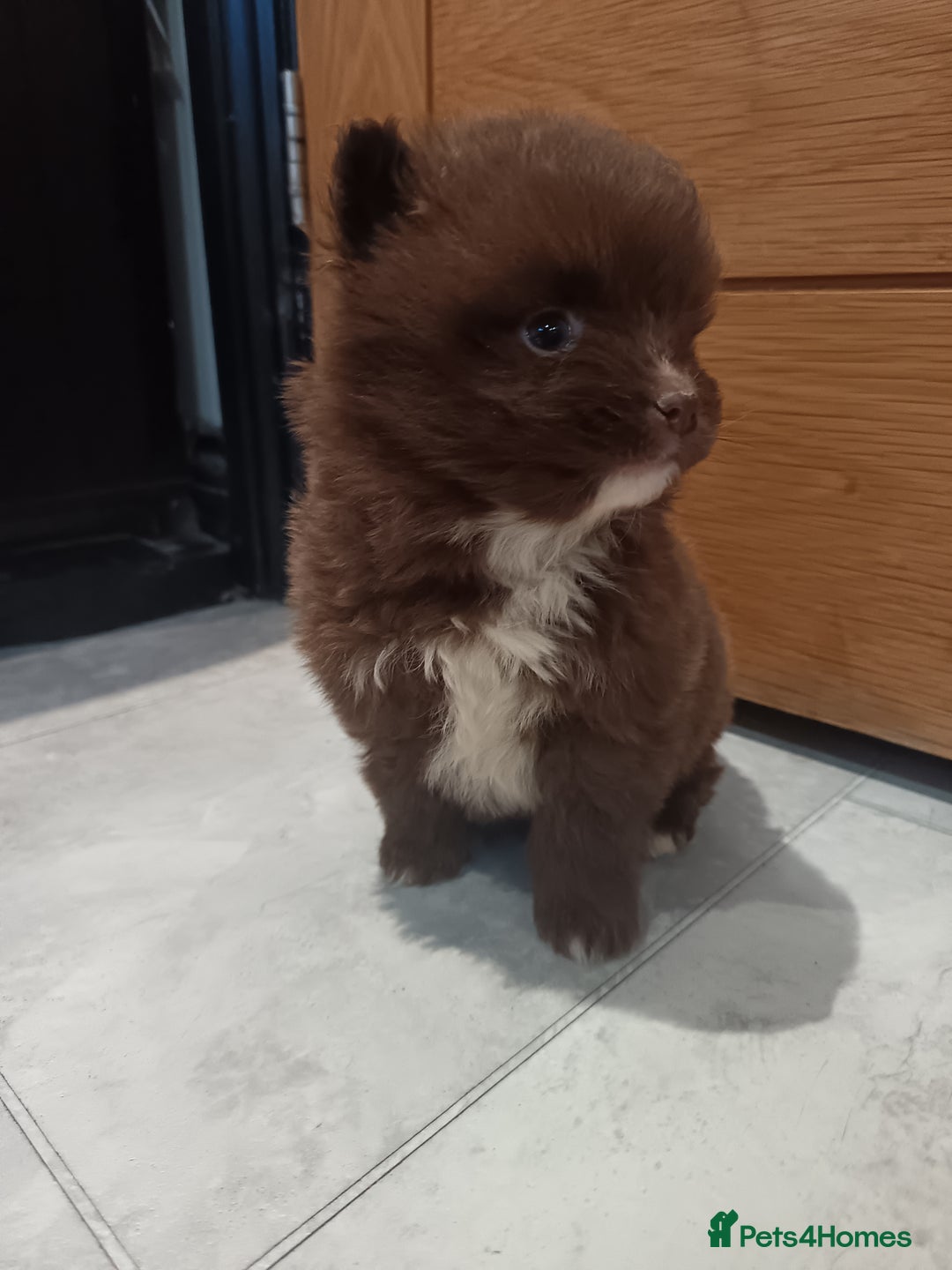 Pomsky dogs for sale: Amazing puppys - Advert 5