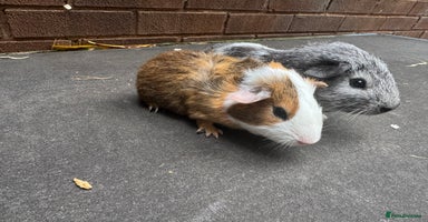 Guinea Pig rodents - Advert 9