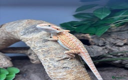 Bearded Dragon reptiles for sale: Bearded dragon and set up! - Image 2