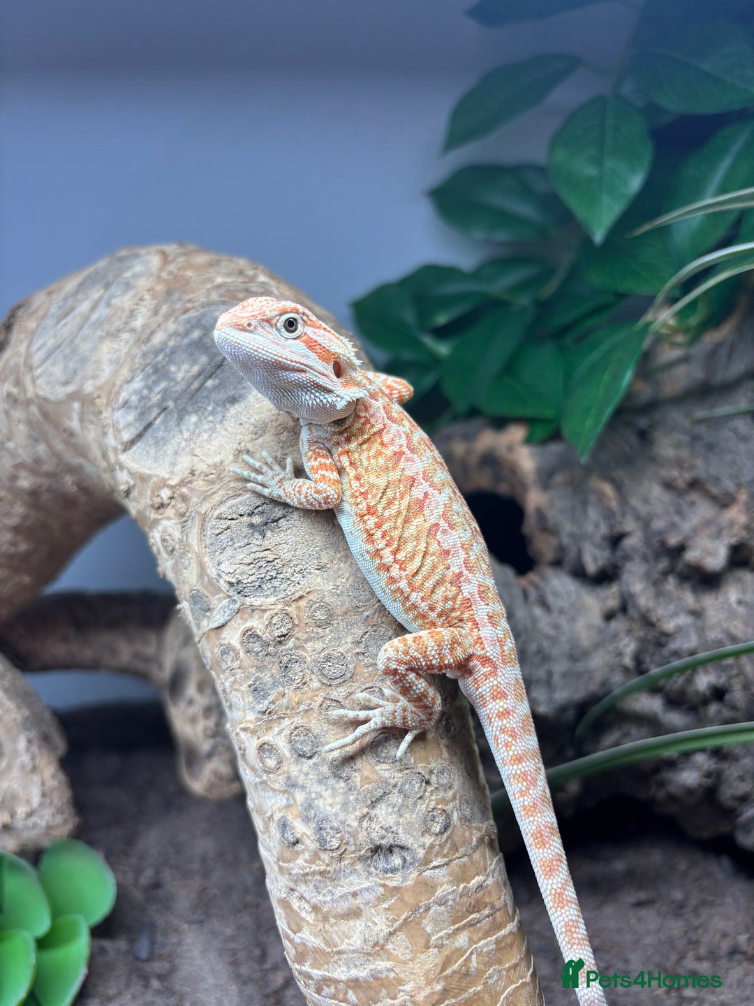 Bearded Dragon reptiles for sale: Bearded dragon and set up! - Image 2
