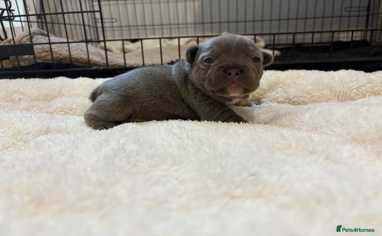 French Bulldog dogs - Advert 11