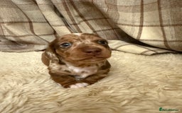 Miniature Dachshund dogs for sale: Miniature dachshund - Image 8