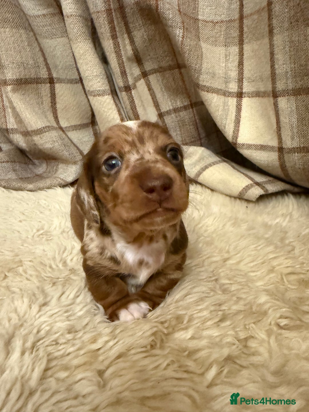 Miniature Dachshund dogs for sale: Miniature dachshund - Image 8