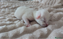 Mixed Breed cats for sale: White male kitten and 2 female kittens - Image 6